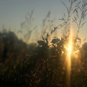 Meet your Posher, Miranda